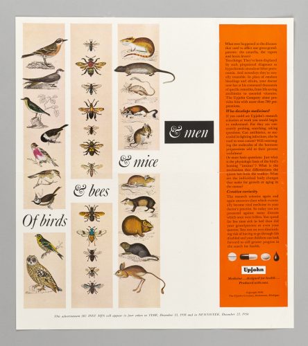 Of Birds & Bees & Mice & Men